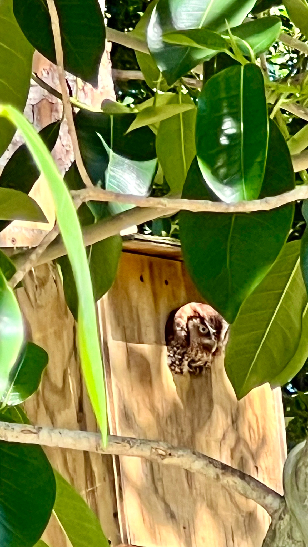We have an owl nesting box and each year February to April we get to watch as the same owls (we’ve n ...