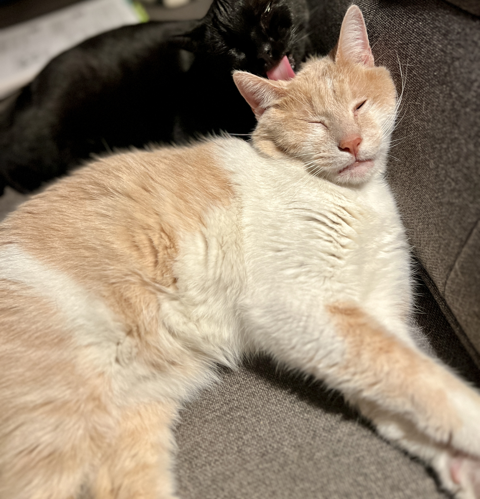 Momo en Izzy zijn beide professionele knuffelaars en schootkatten.