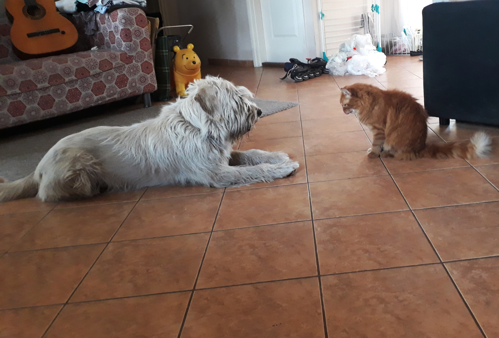 Animals of the house: Oli and Szuszu, good friends