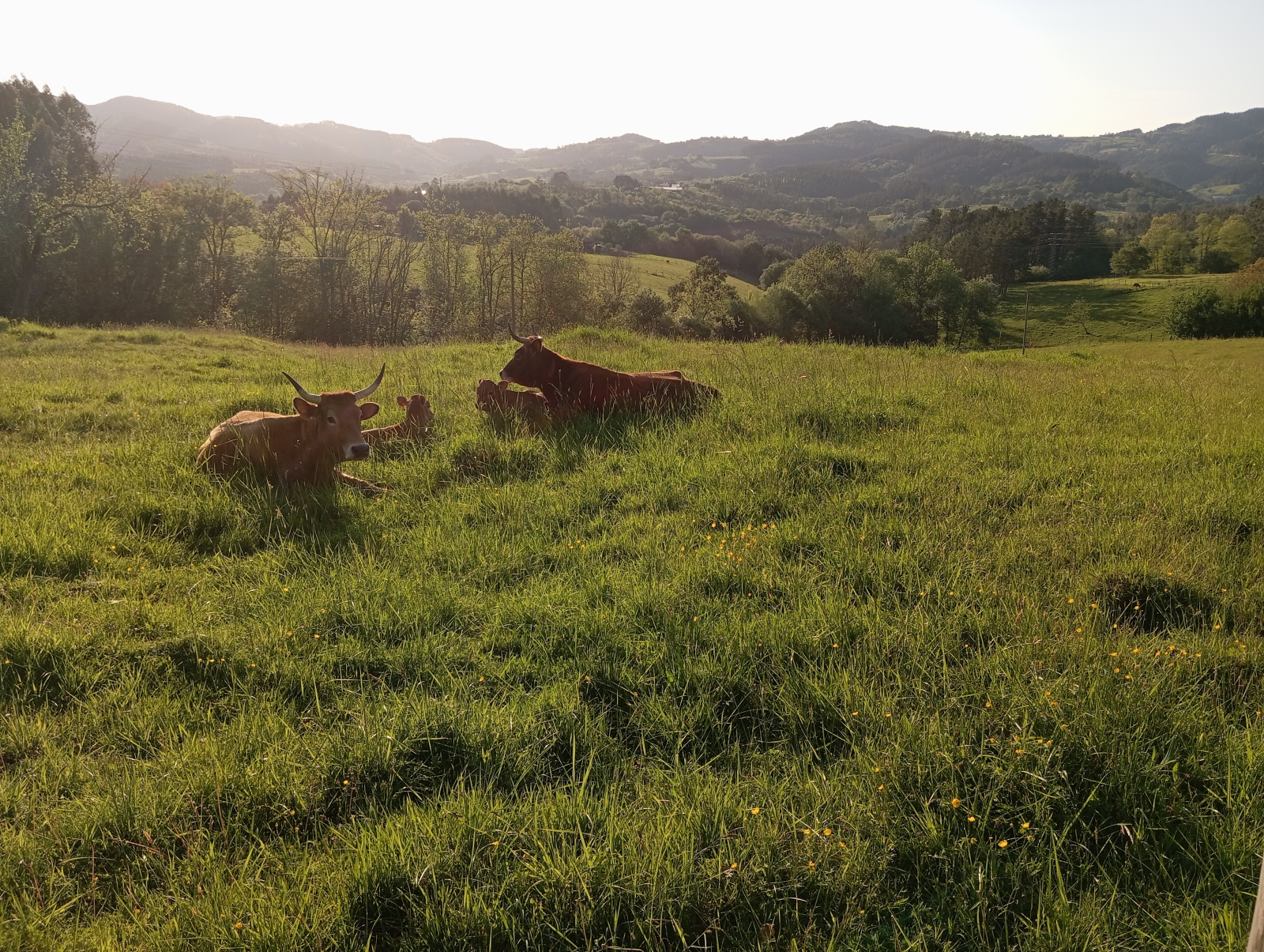 Glückliche Kühe 15 Minuten zu Fuß von meiner Wohnung entfernt
