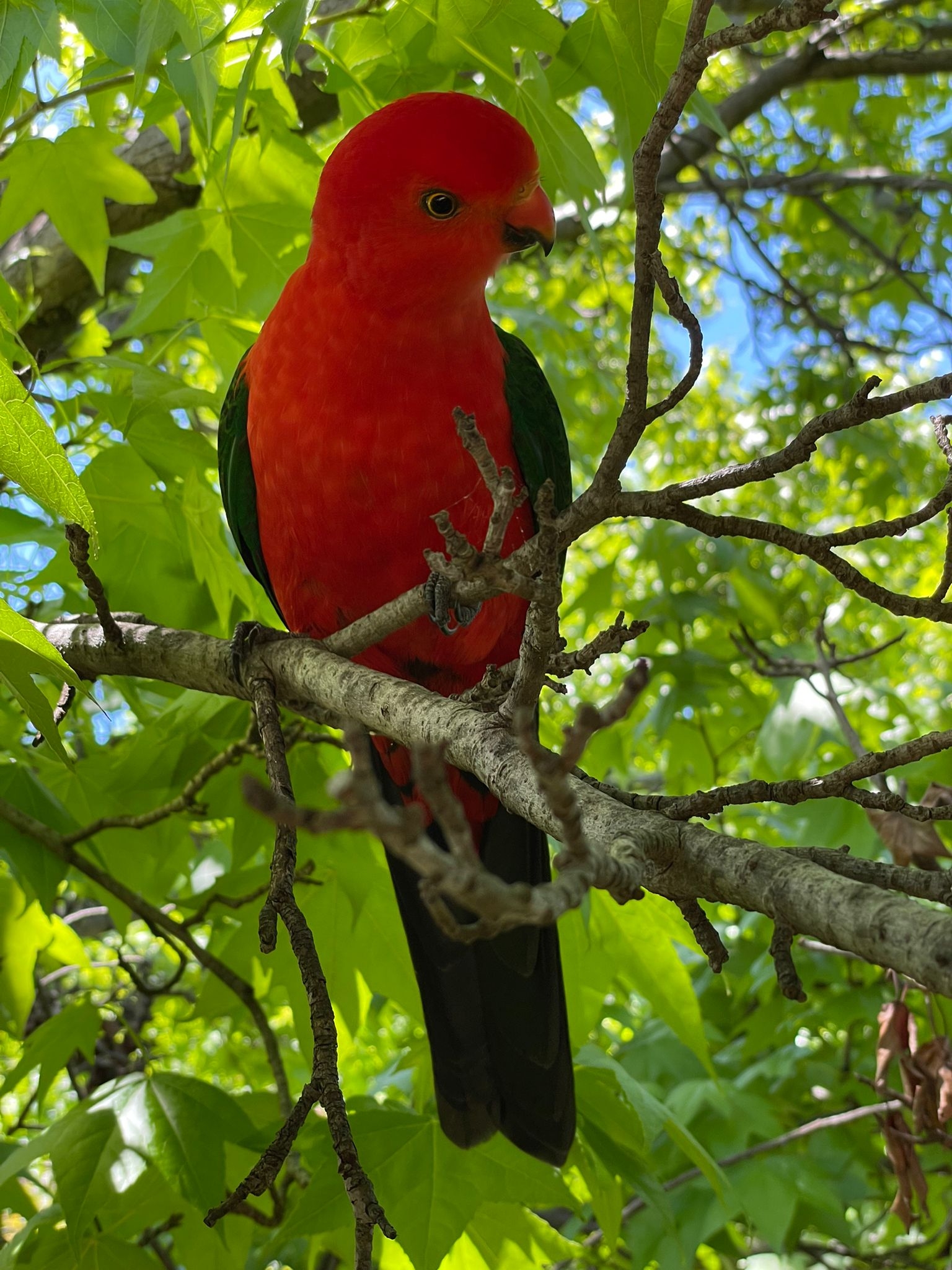 A King parrot, one of many beautiful native birds that come to visit.