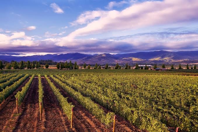 Rogue Valley Vineyard (non è la mia foto)