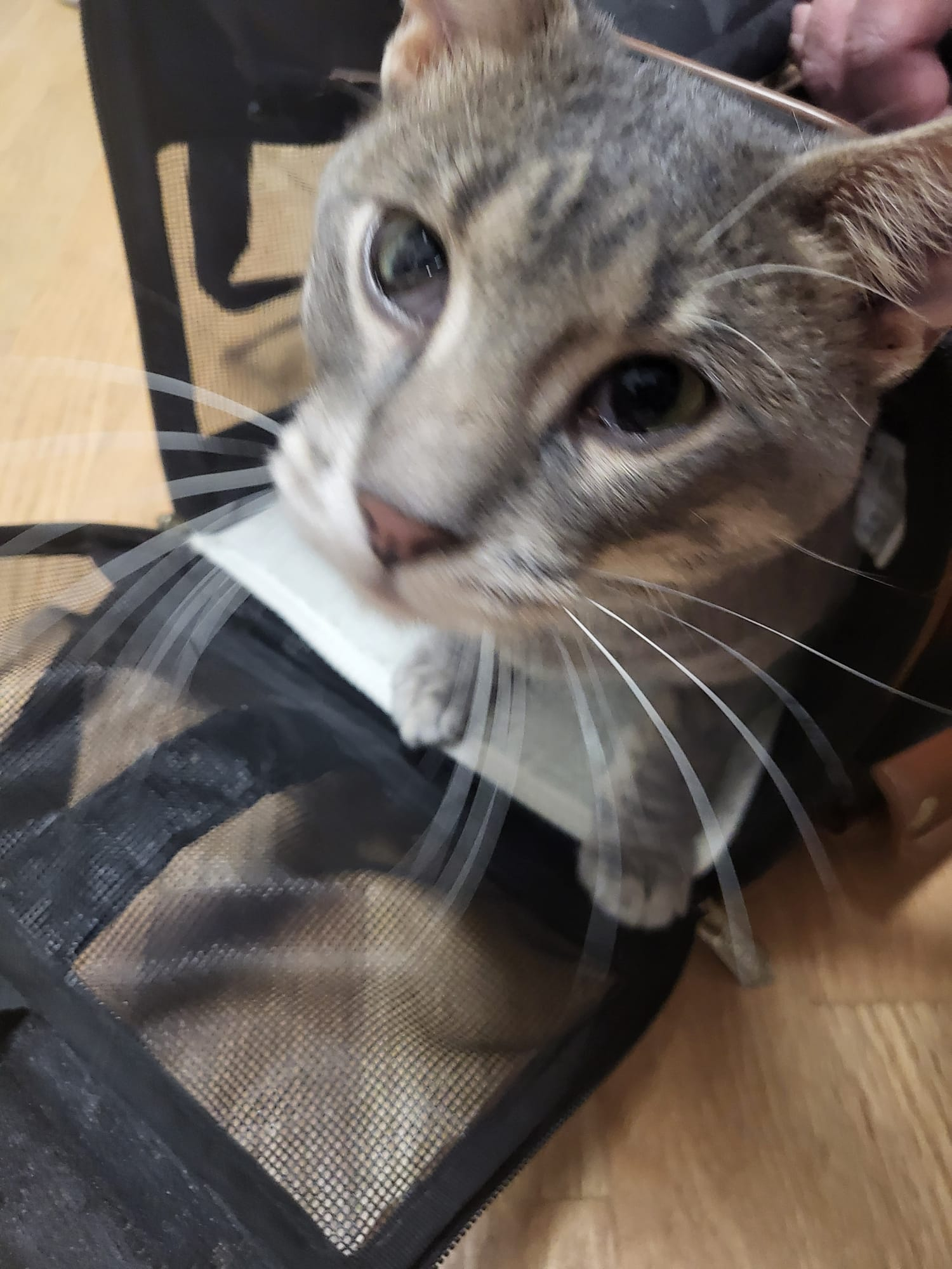 Onze kat, Wyatt Binx, zal je kamergenoot zijn als we een sim-uitwisseling doen. Hij is erg vriendeli ...