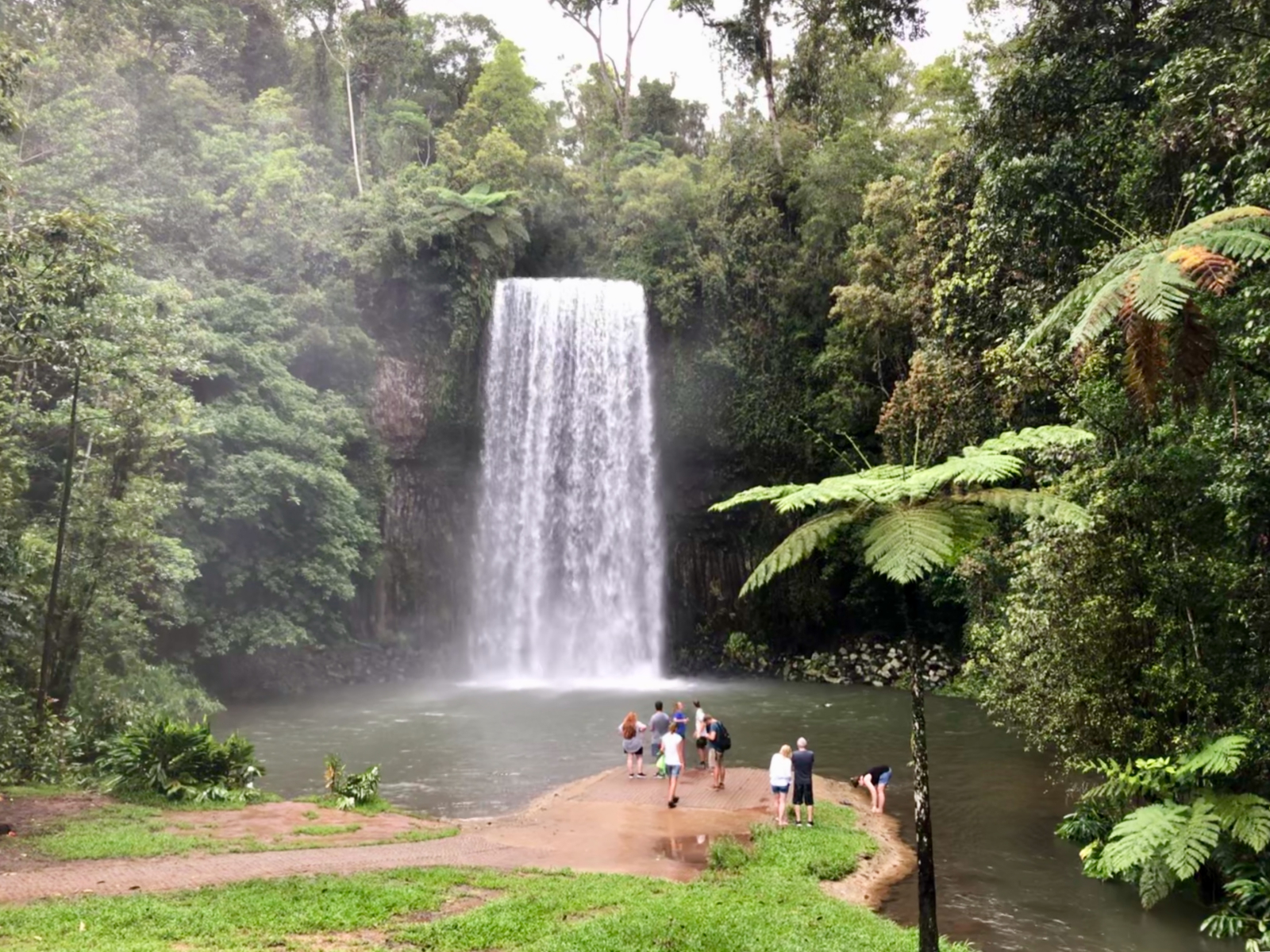 Cascate di Millaa Millaa. Tutti i parchi nazionali sono visitabili gratuitamente.