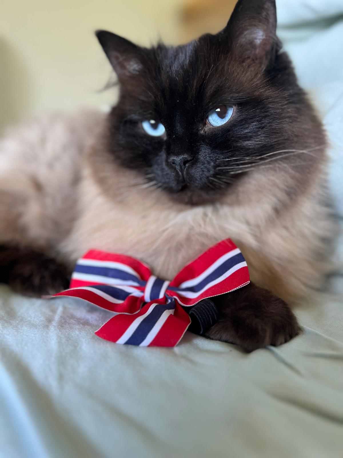Bibi "celebrating" Norway's national Day, 17th Of May :)