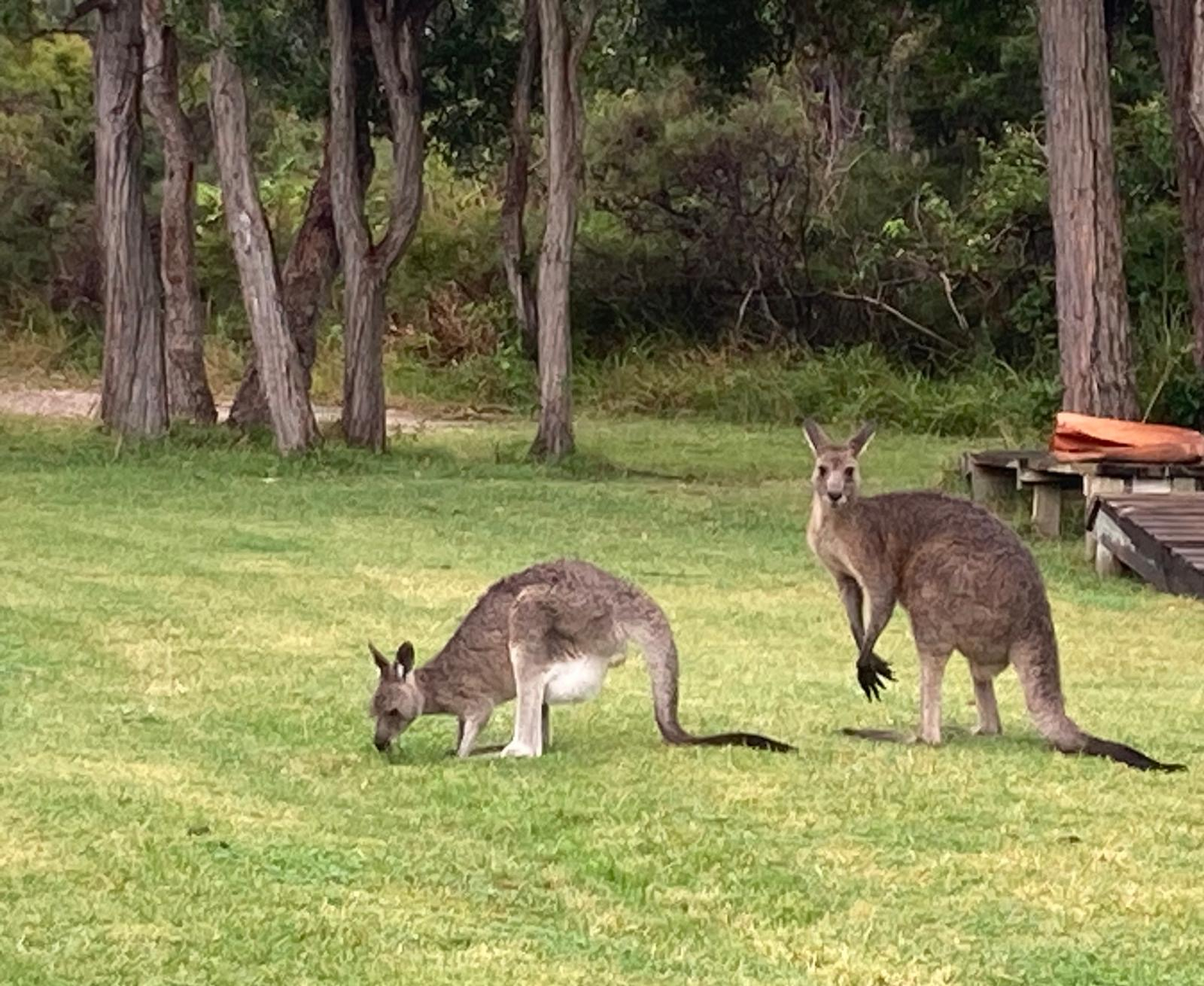 Kängurus vor unserer Haustür