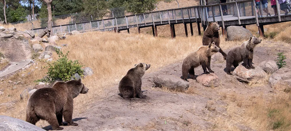 Skandinavisk Dyrepark (Parc animalier avec des animaux scandinaves errant dans de grands espaces)