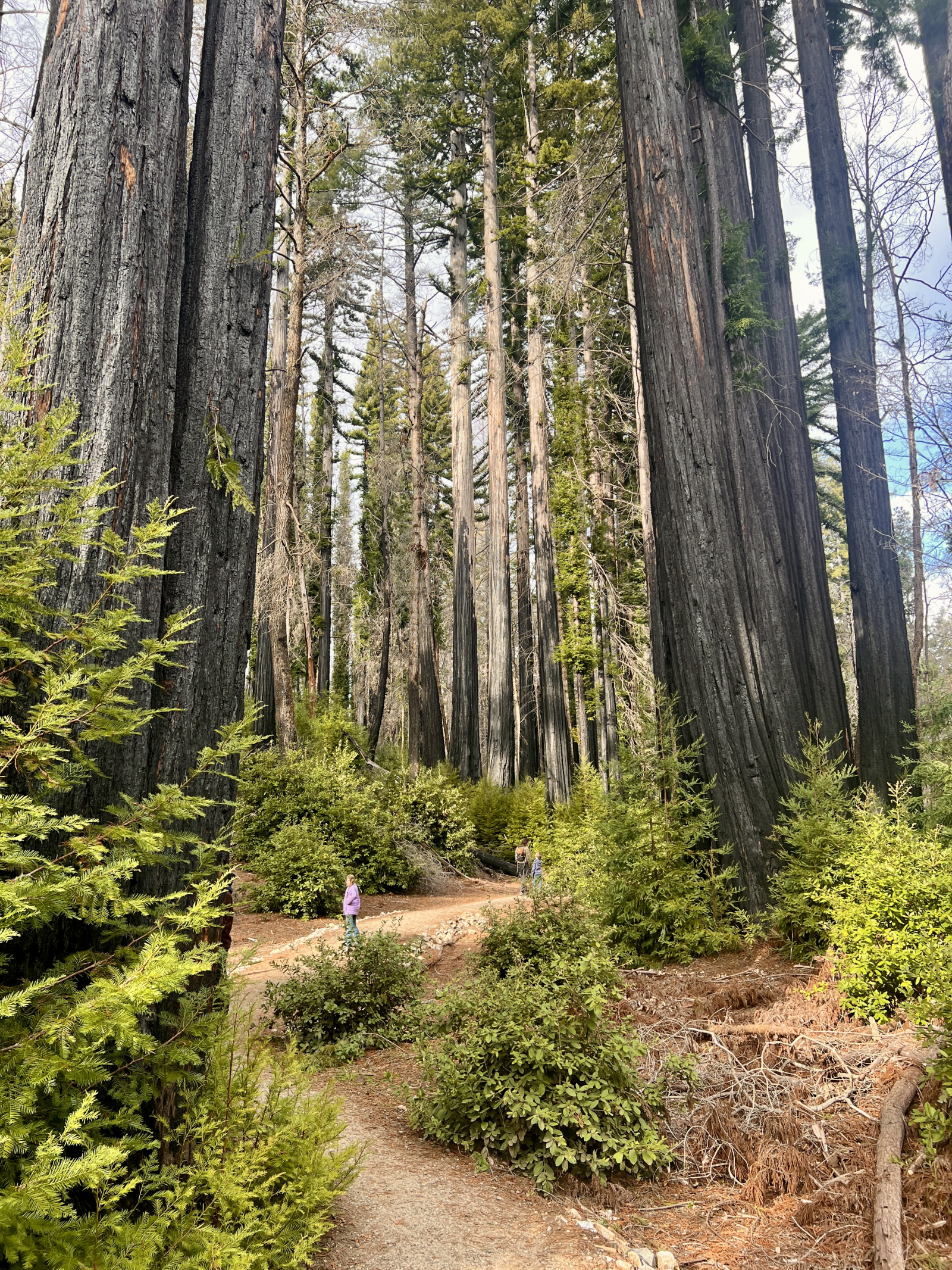 Big Basin, het eerste staatspark in Californië, brandde in tijdens de enorme bosbranden van 2020 in ...