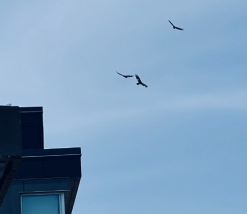 Keine Gefahr für den Menschen. Wenn Sie Glück haben, sehen Sie Falken. Sie besuchen uns von Zeit zu ...