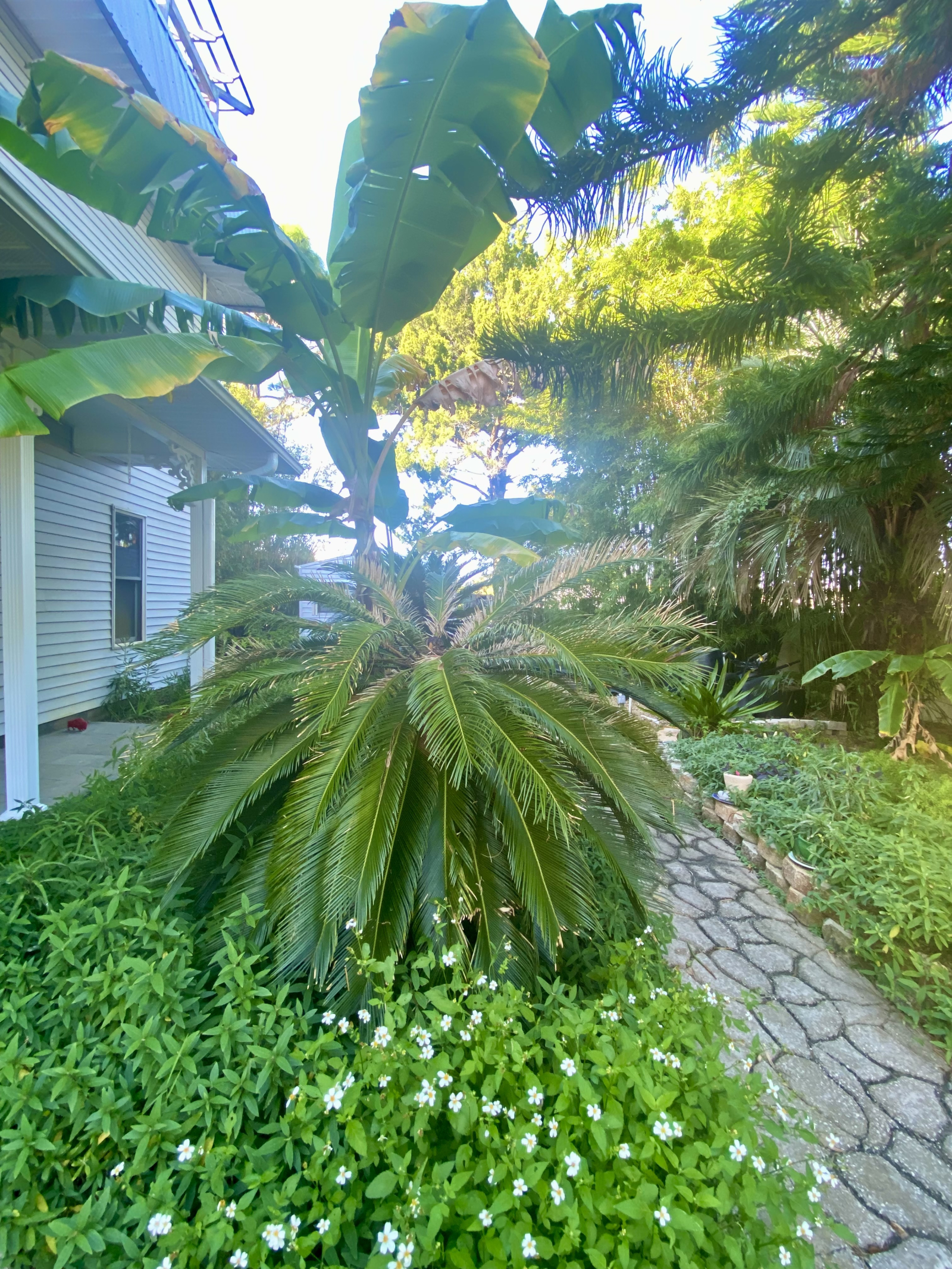 Côté est de la cour. Isolement tropical !