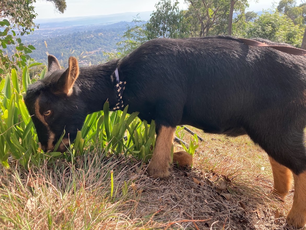 Thuis in de heuvels met uitzicht over de Yarra Valley en de skyline van het CBD, prachtige zonsondergangen en mini-geiten! <1 uur vanaf het stadscentrum
