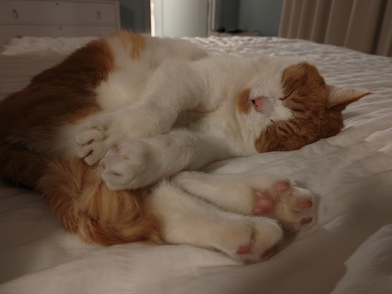Lenny the cat, aged 10. He has an automatic cat feeder and access to outside