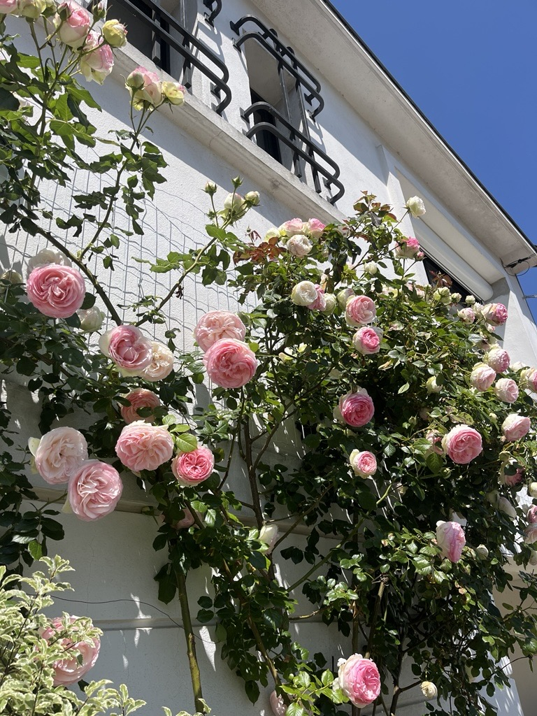 A roseira em frente à casa