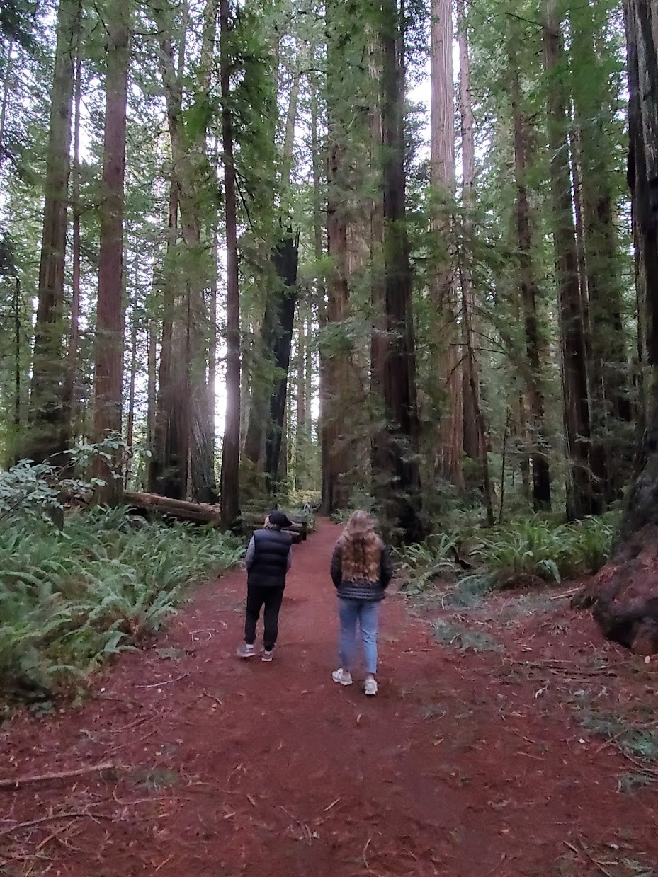 Sequoie