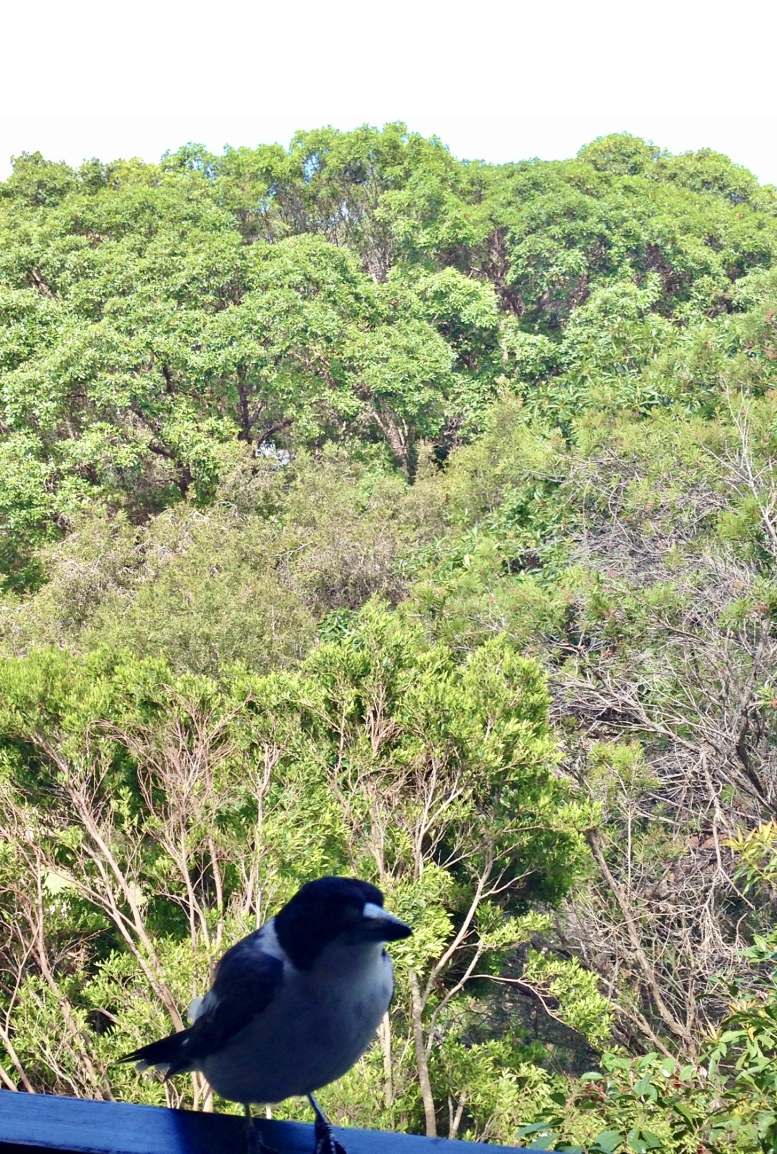 The butcher birds will sing to you on the deck