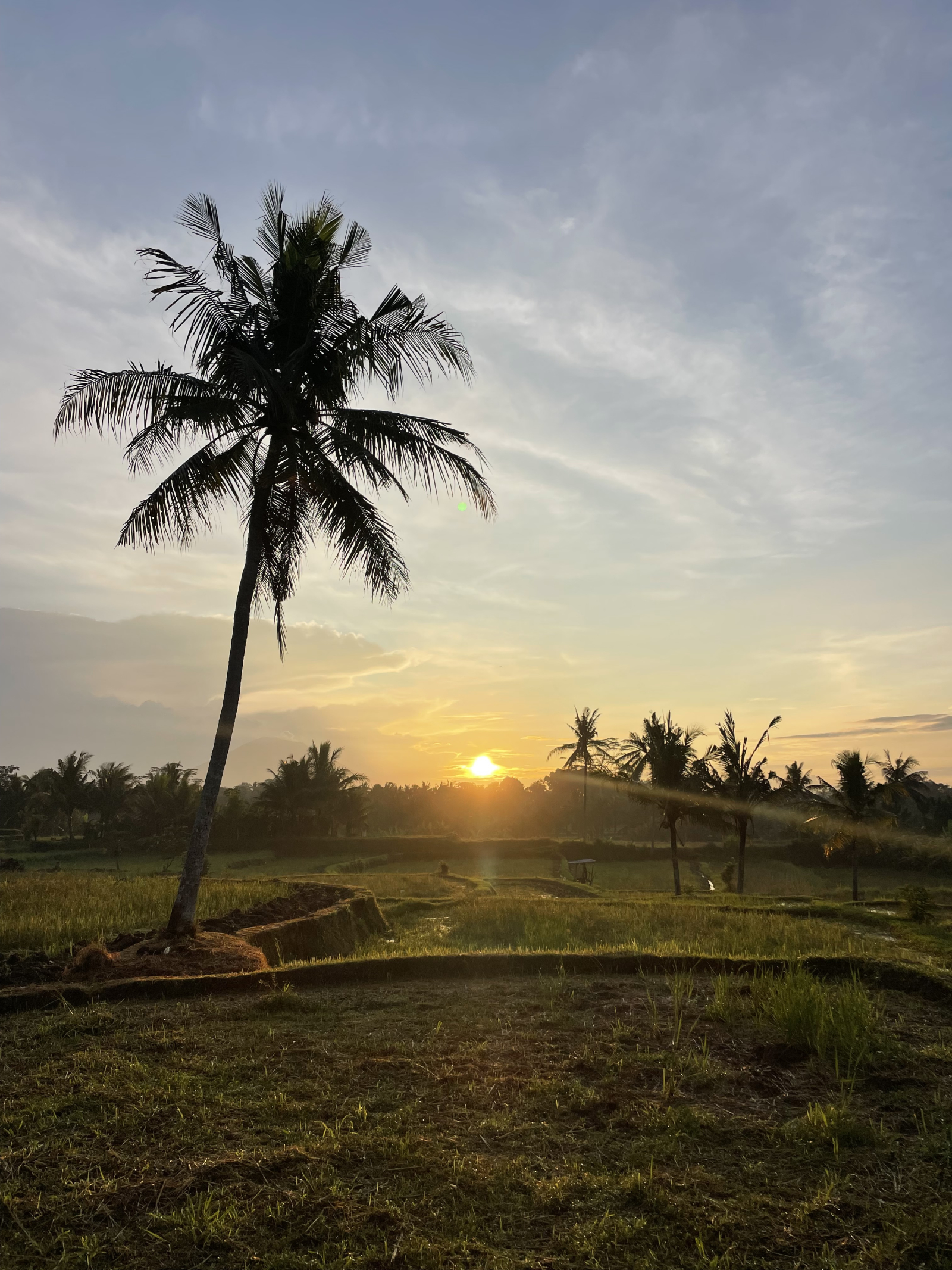 Wunderschöner Reisfeldspaziergang in der Nähe meiner Villa :)