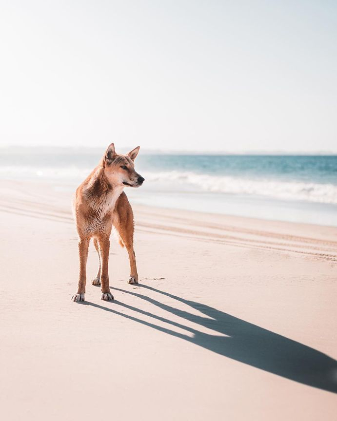 Dingo on Fraser Island.