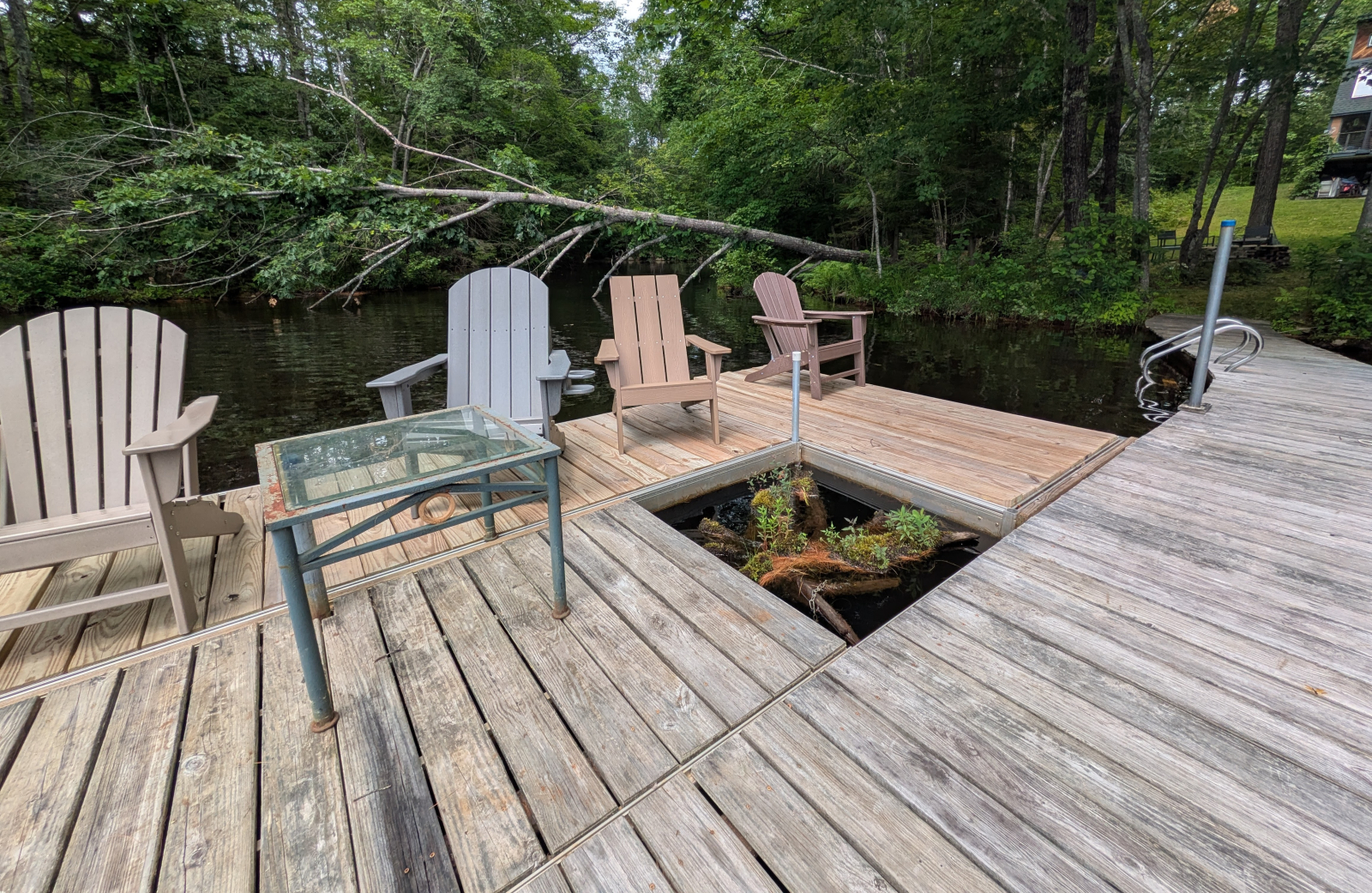 Il molo ha un'area speciale per le mostre. Stiamo mantenendo in vita l'albero caduto!
