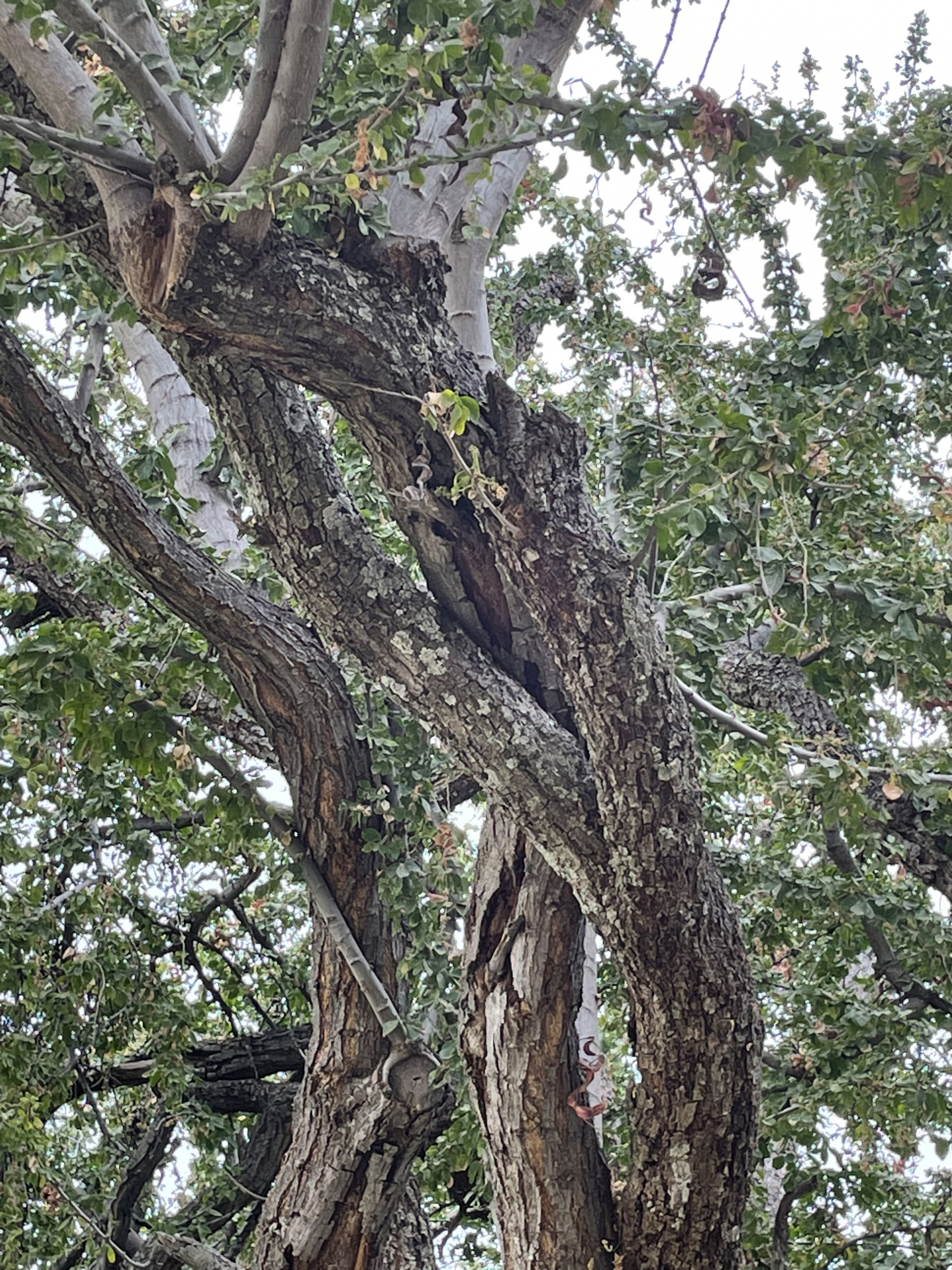 Este árbol histórico es la razón por la que nuestra casa se llama "Casa Guamúchil".