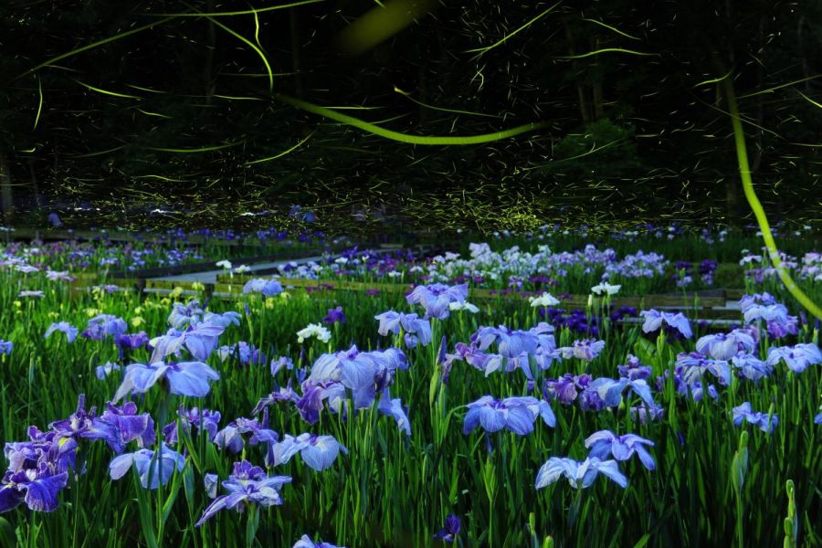 Naturschutzgebiet zur Beobachtung von Glühwürmchen