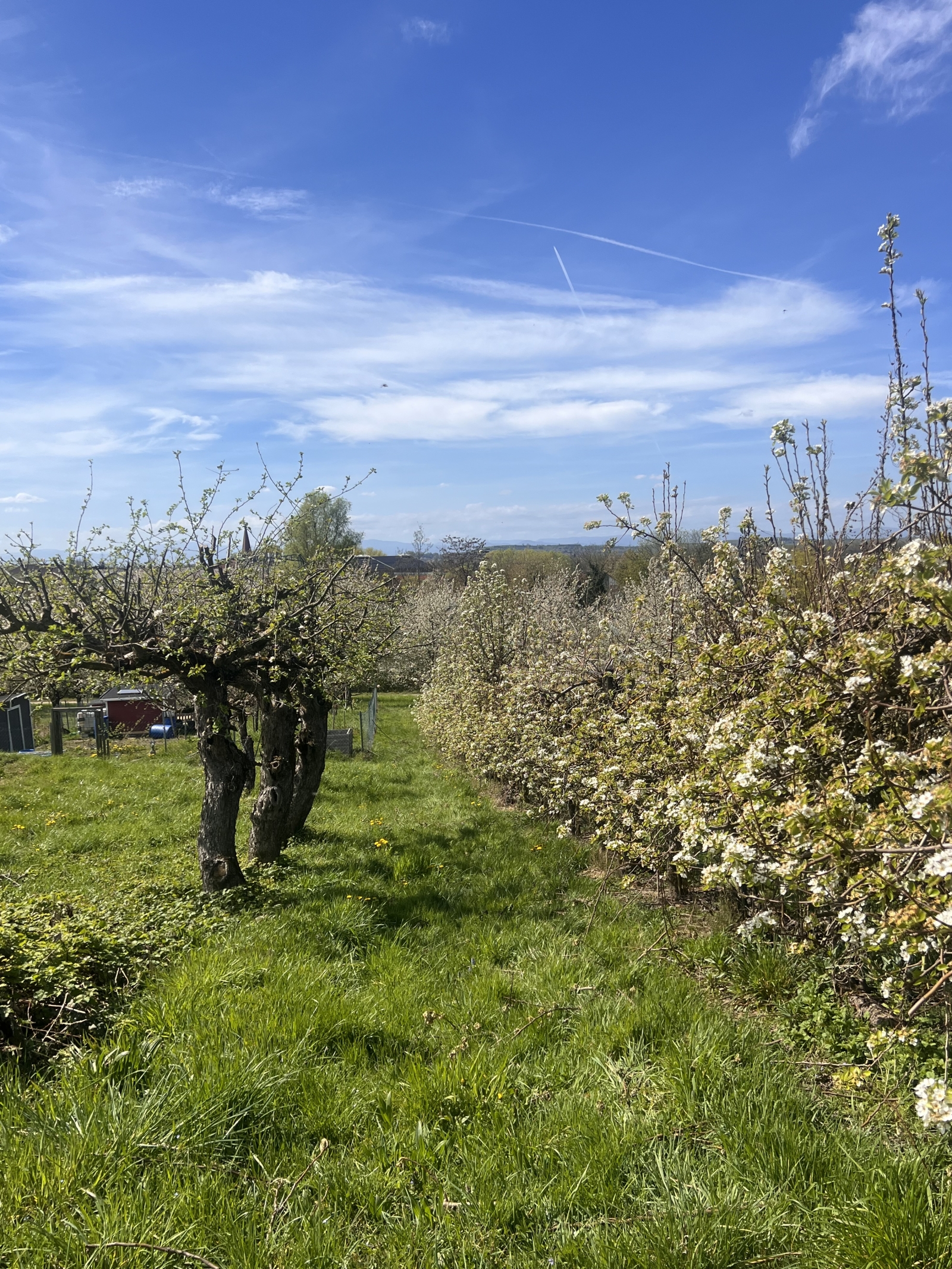 Zwischen dem Schwarzwald und den Weinbergen des Elsass
