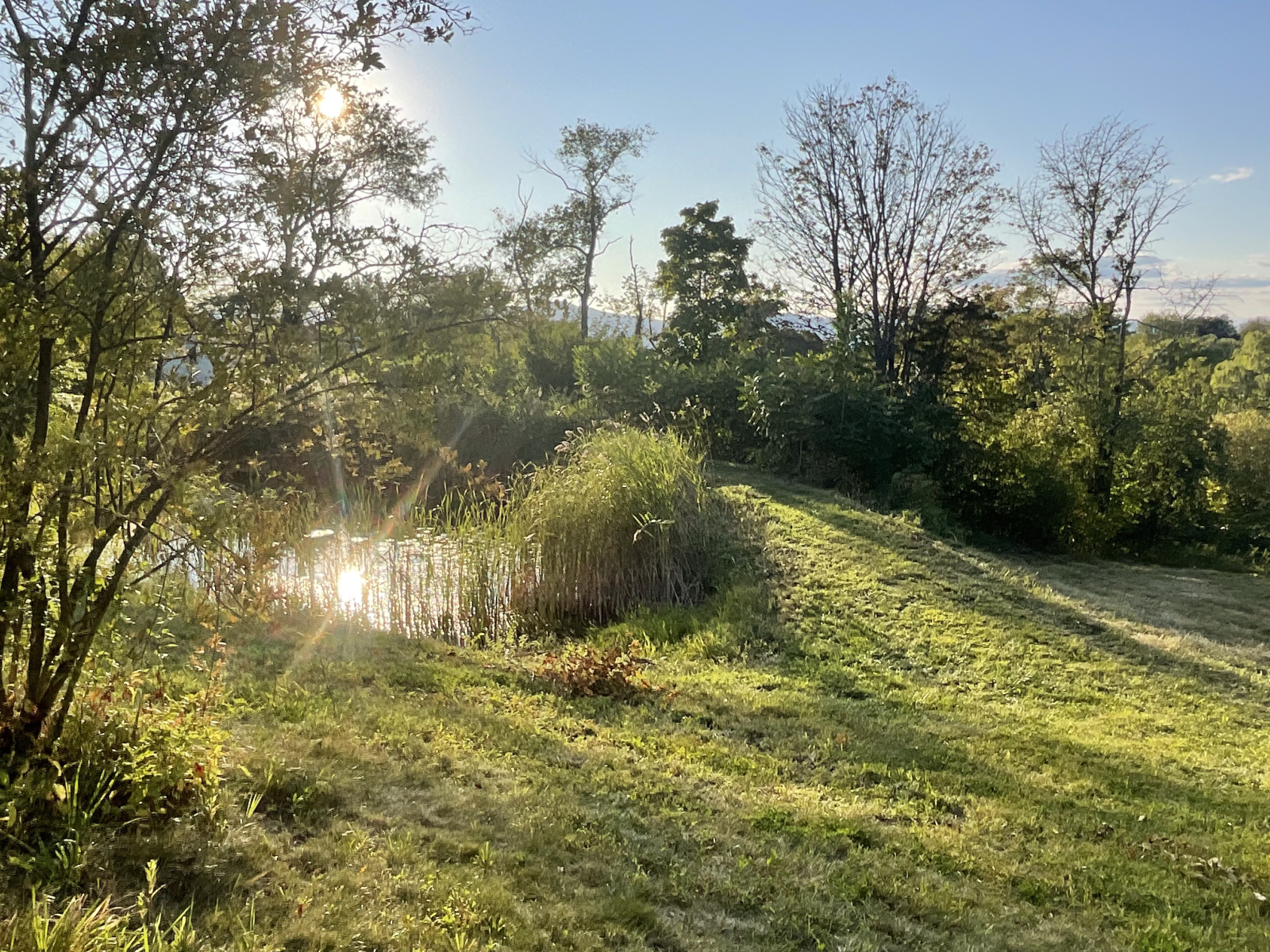 Notre petit étang rempli de grenouilles