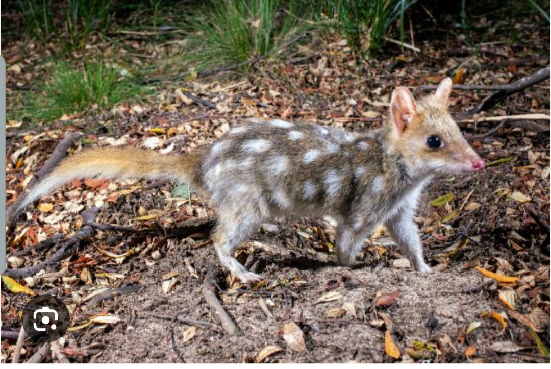 Quoll tacheté de l’Est au Trowunna Wildlife Sanctuary. (à 40 minutes de route de Sheffield)