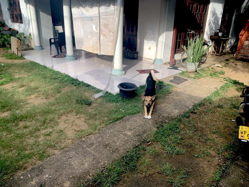 O cachorro jovem da minha senhoria, Kuku, se curvando para mim...