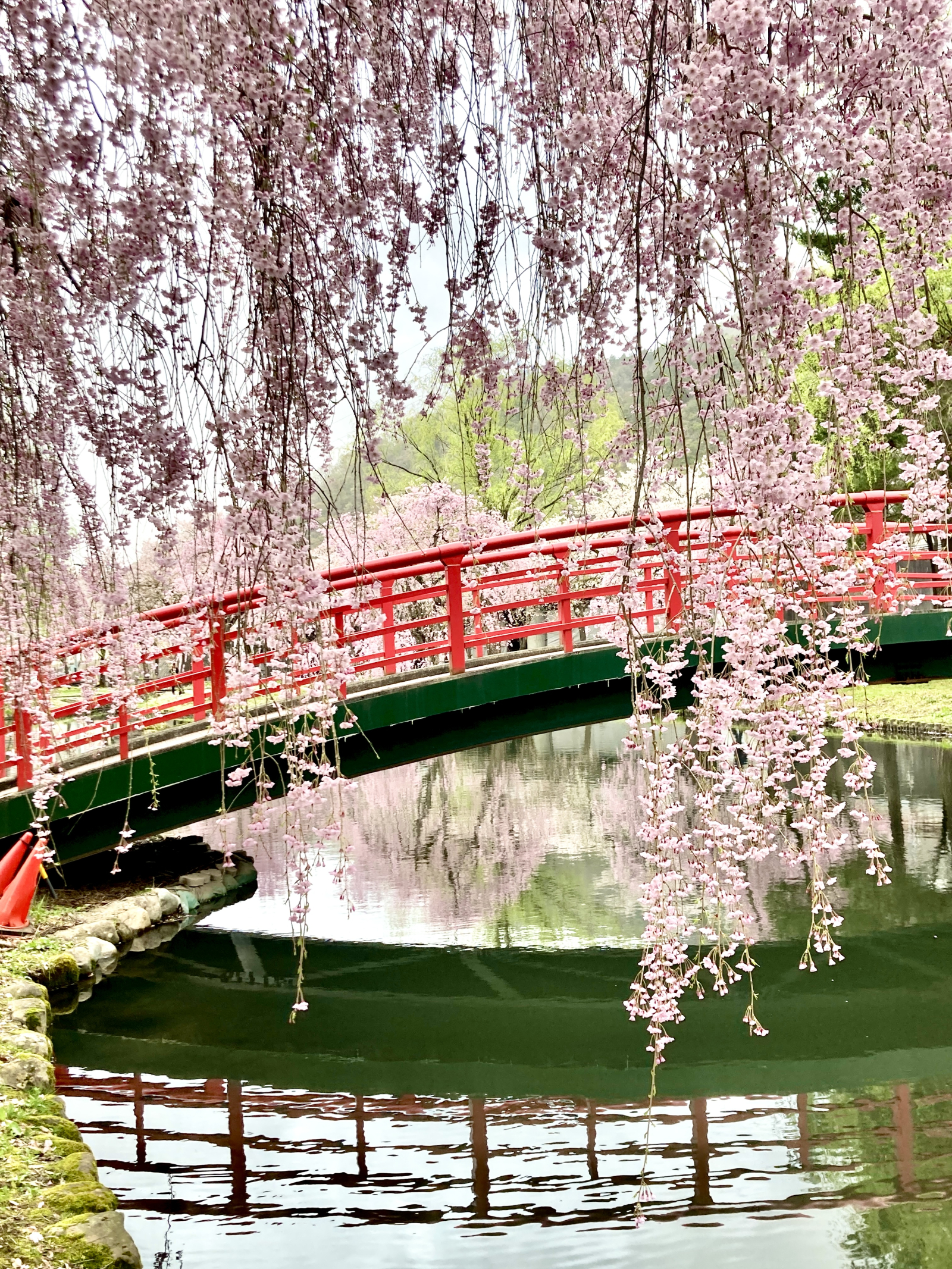 Kirschblüte über dem Hyotanike-Teich. Die Kirschblütensaison in Yuzawa beginnt etwa Mitte April