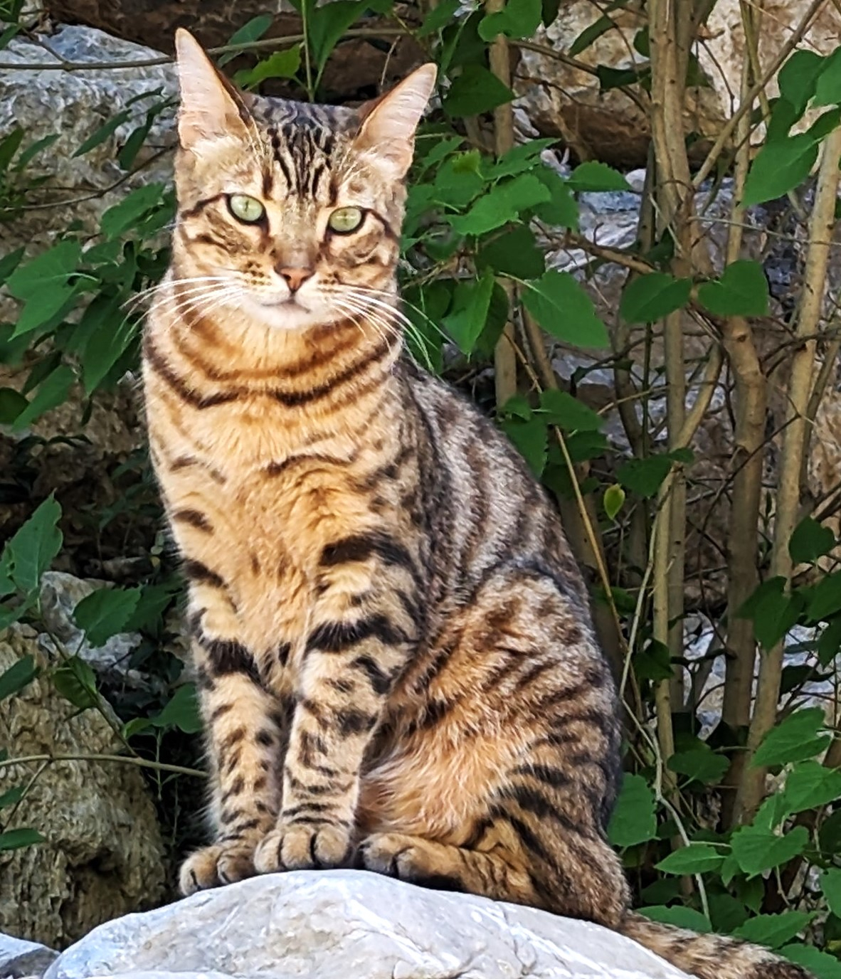 Shere Khan, Queen Consort, begrudgingly tolerated by the Queen on our journeys (because they secretl ...