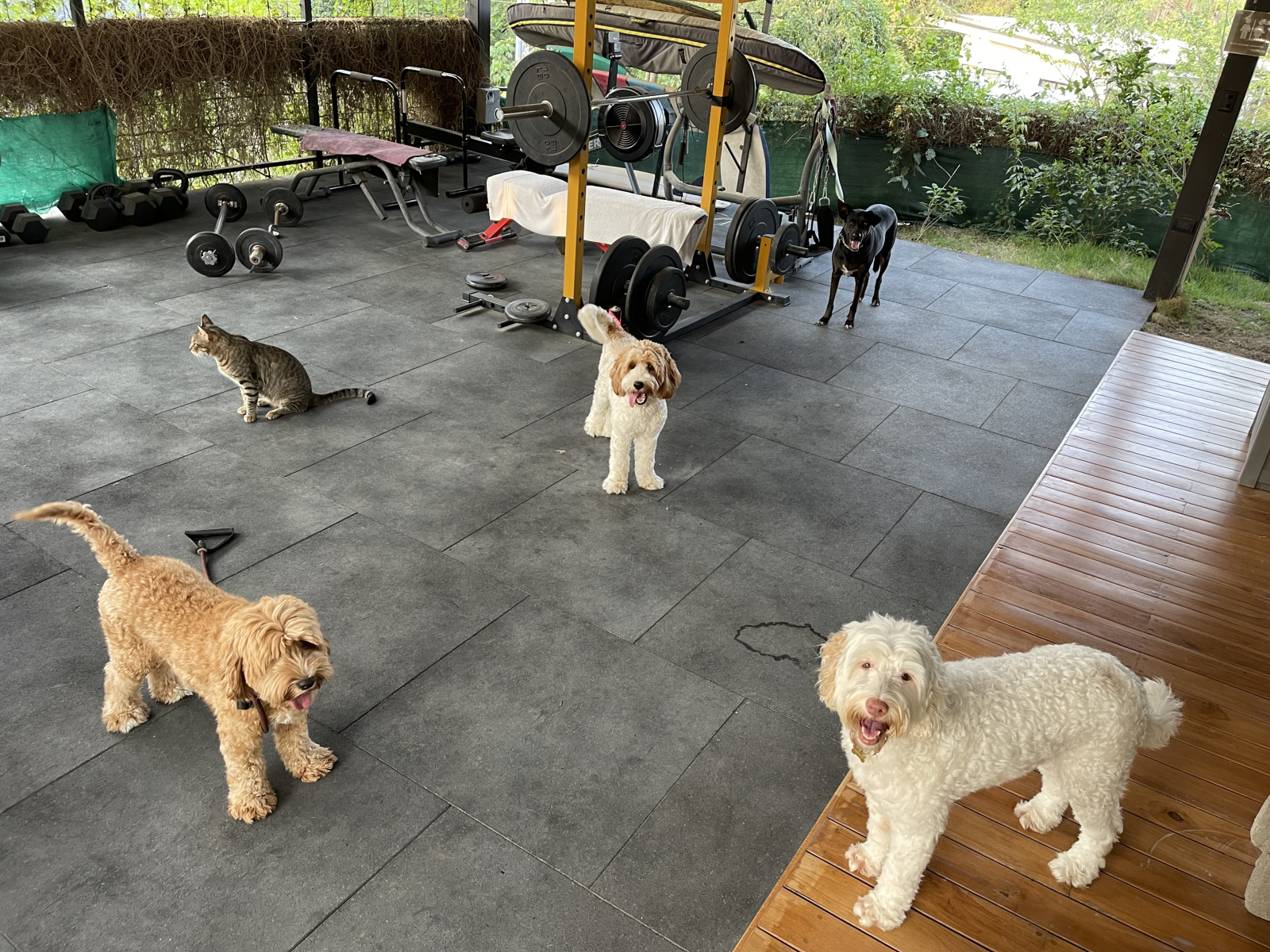Tiempo de gimnasio: Bamba🦮, Lola🐩, Lolita🐶, Porco🐈, Ponyo🐕 🦺❤️