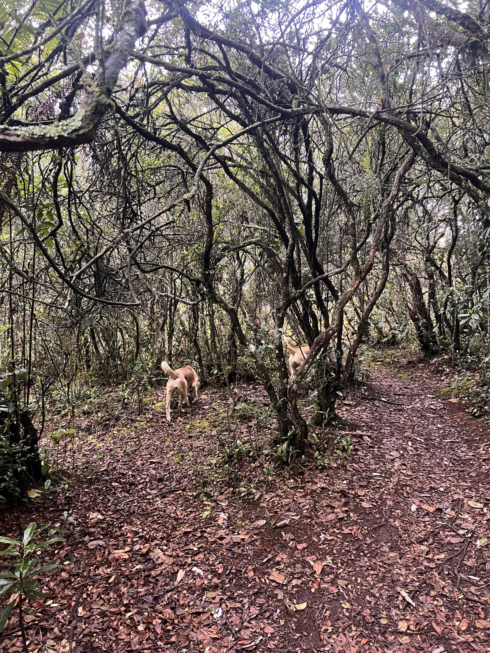 Hiking is one of the favorites at home