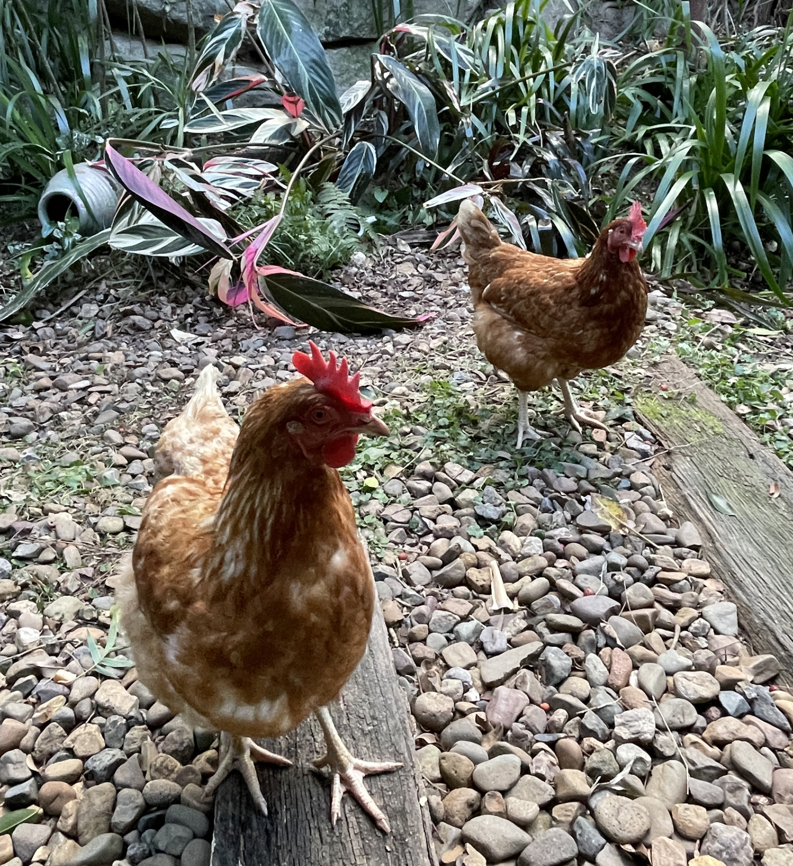 Pollos residentes: puede alimentarlos y comer huevos frescos todos los días, o un vecino lo hará fel ...