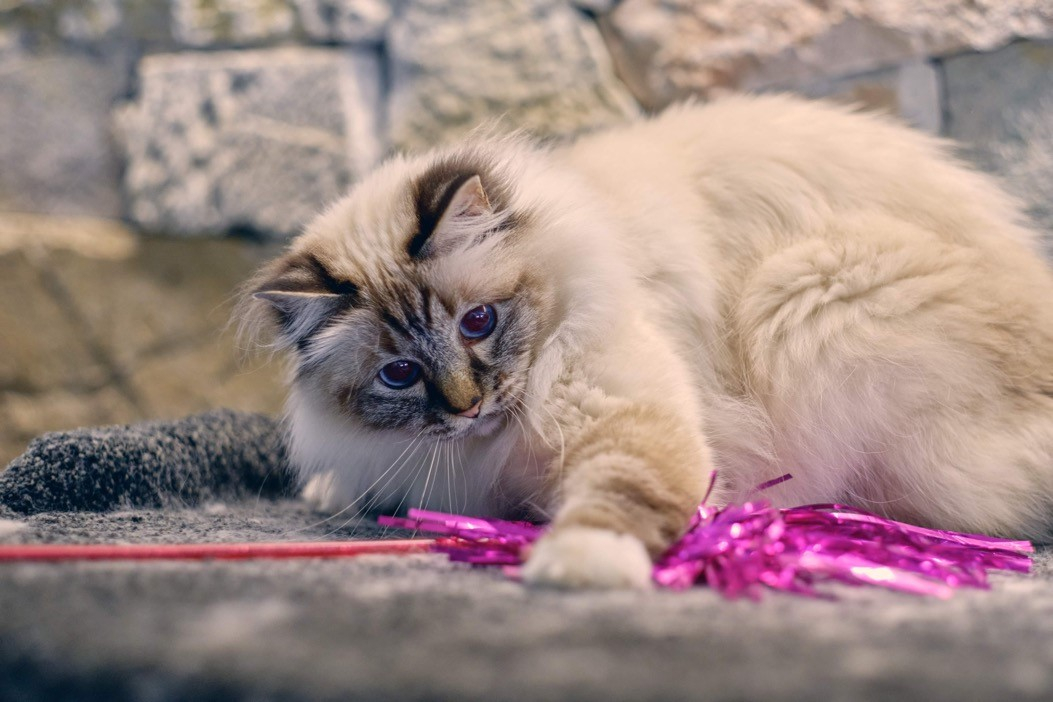 Maya, une Birman Seal Point Tabby de 9 ans. Elle est ma chérie.