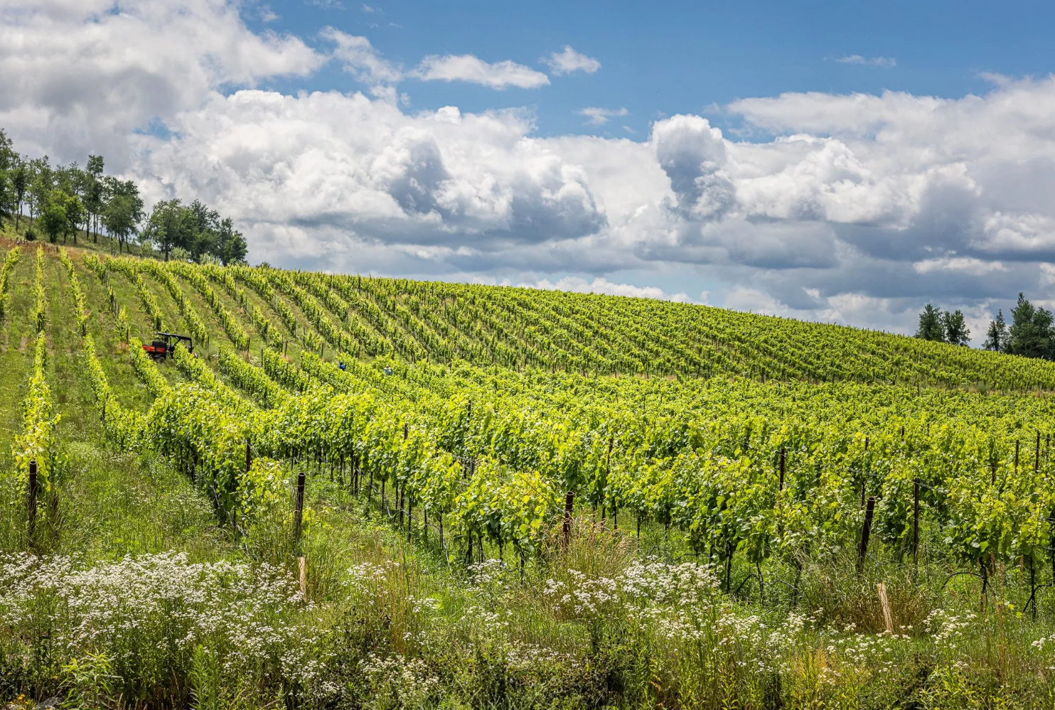 Piste viticole et distilleries toutes à proximité, y compris l’impressionnant domaine Klocke !