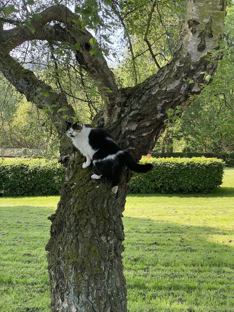 Historic Mill cottage (dated 1897) with pond in friendly village in beautiful Cotswolds 🐈 🐓