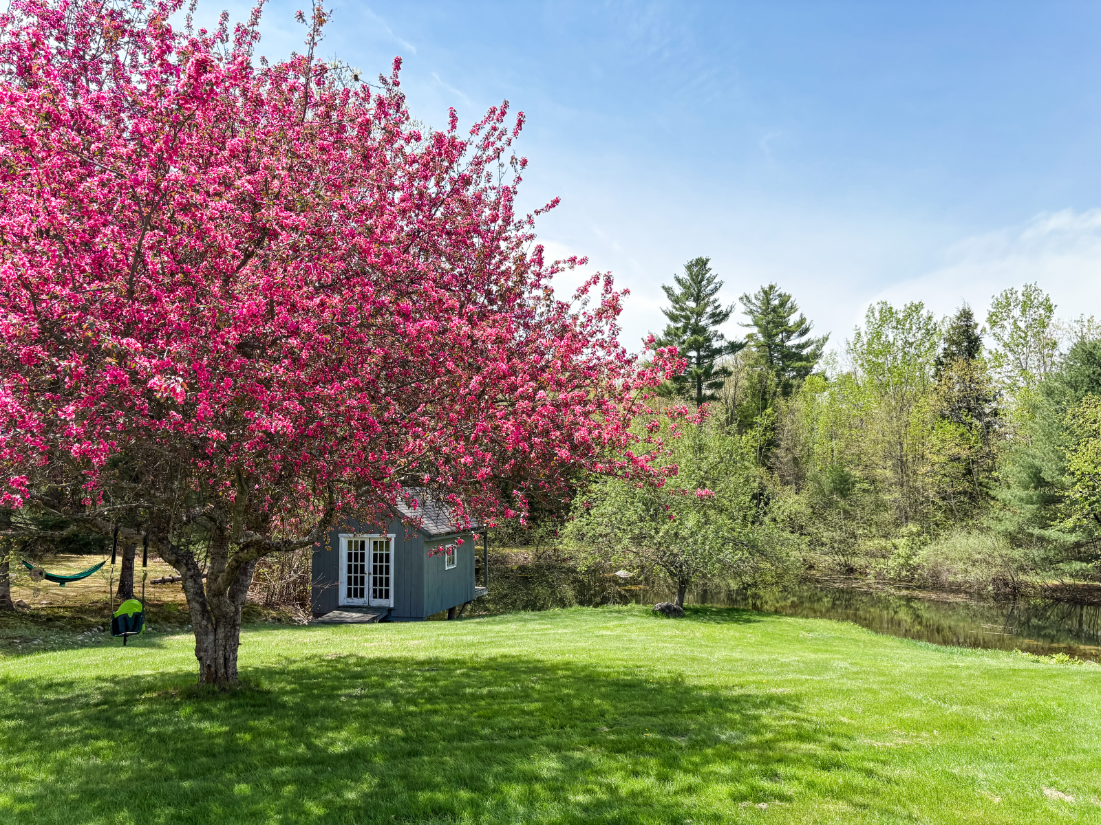 Primavera em nosso quintal 🌸