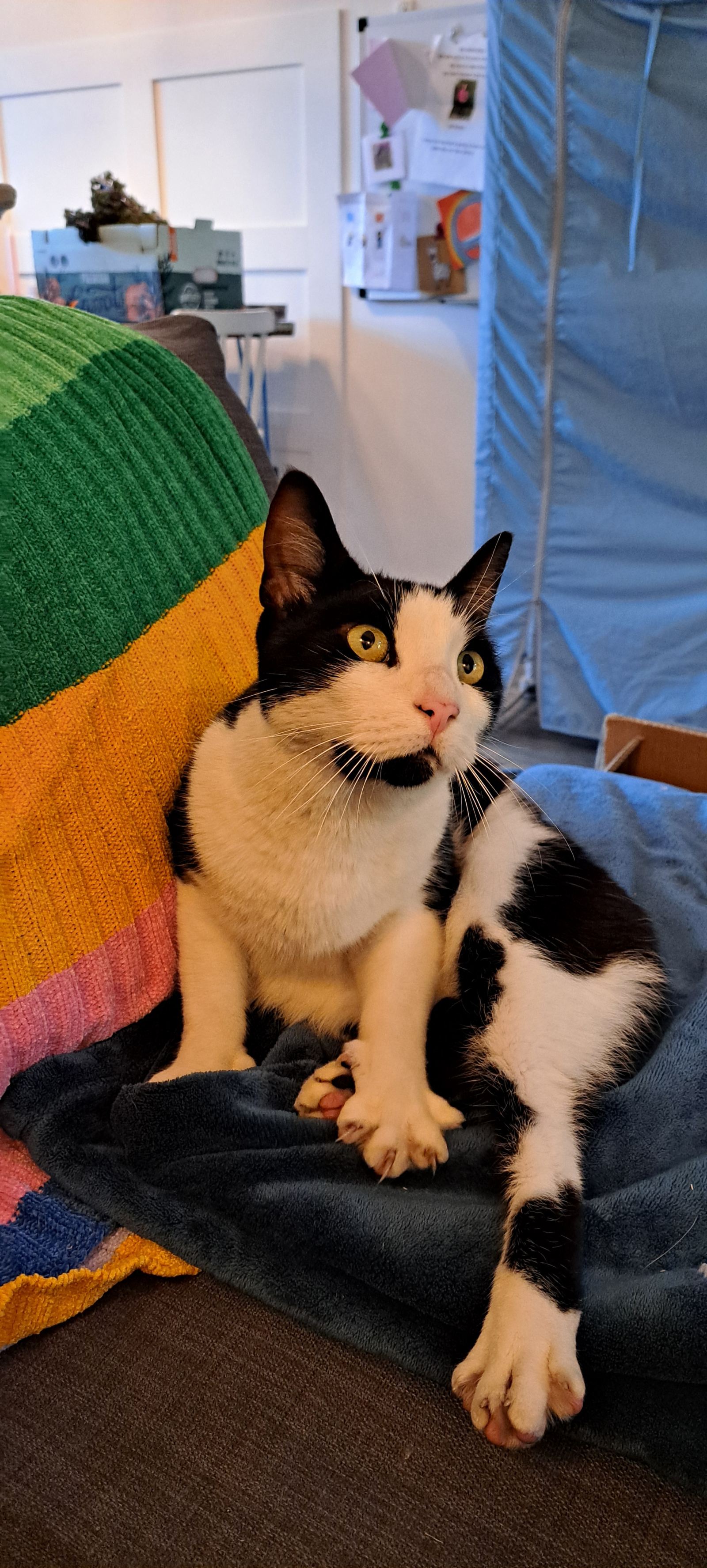 Een nieuwe toevoeging aan ons huis, ontmoet Panda van 4 jaar. Hij is erg aanhankelijk, geweldig met ...