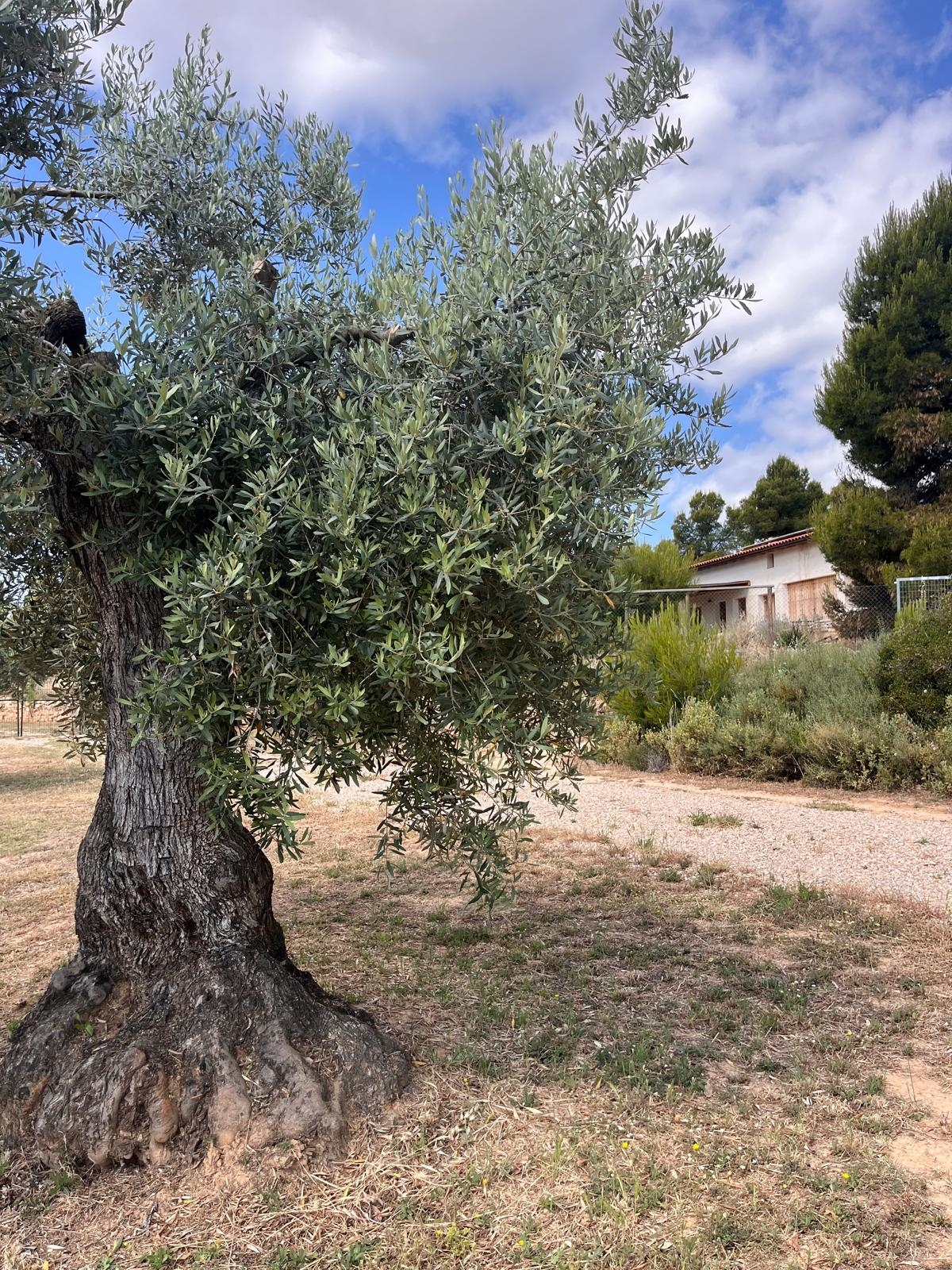Kleines Off-Grid-Haus in El Matarraña im Austausch für eine Wohnung in Barcelona