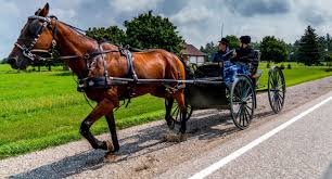 De nombreux mennonites à cheval et en calèche ont élu domicile dans notre région