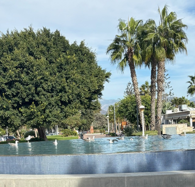 Seagulls having a bath in a fountain on the paseo.