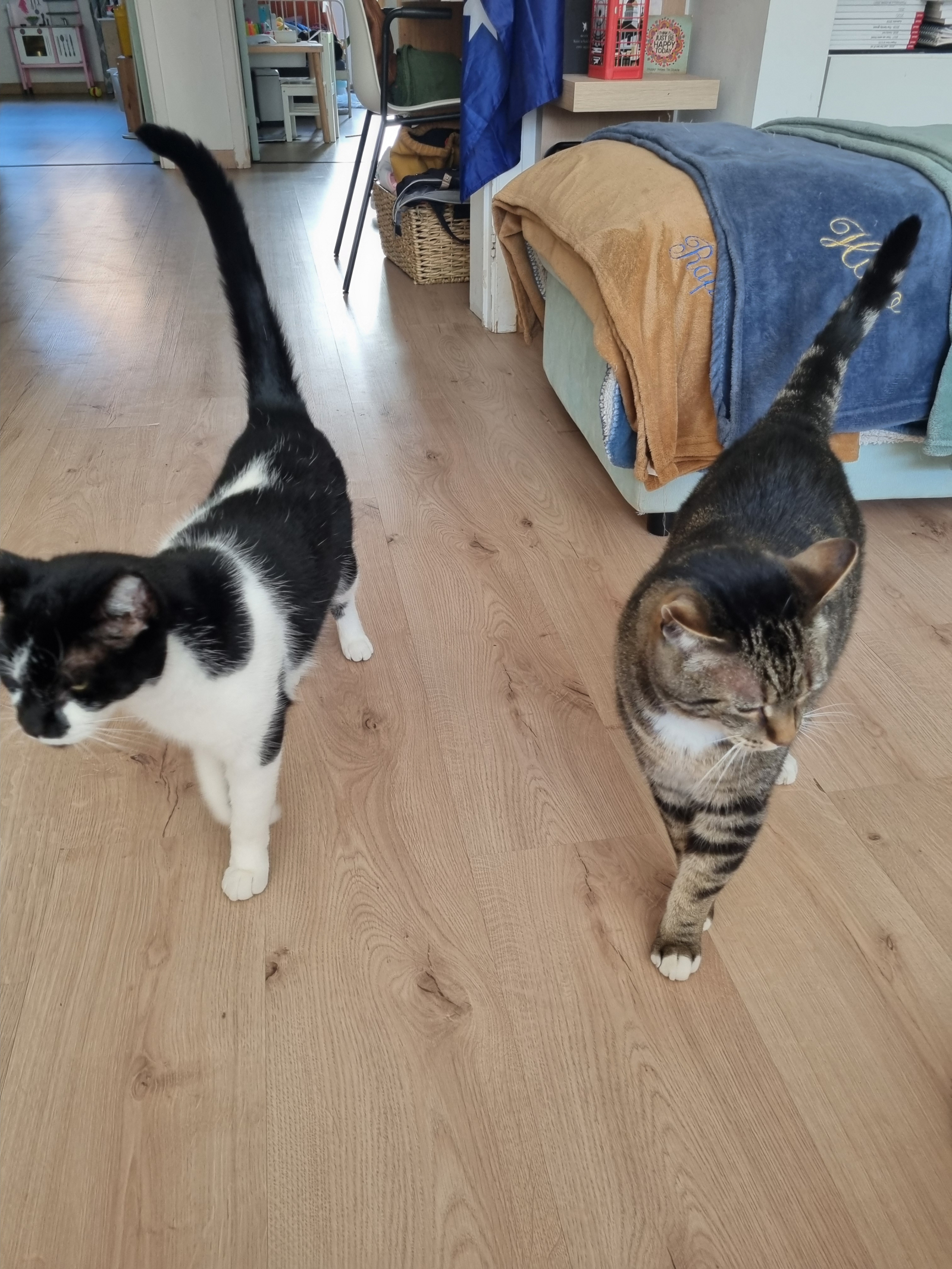 Los gatos, que estarán en la residencia, tienen acceso independiente al exterior y vecinos amigables ...