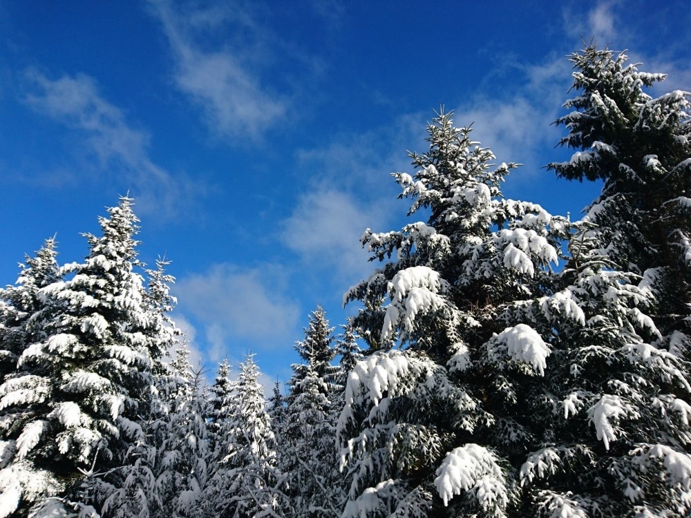 Schwarzwald im Winter