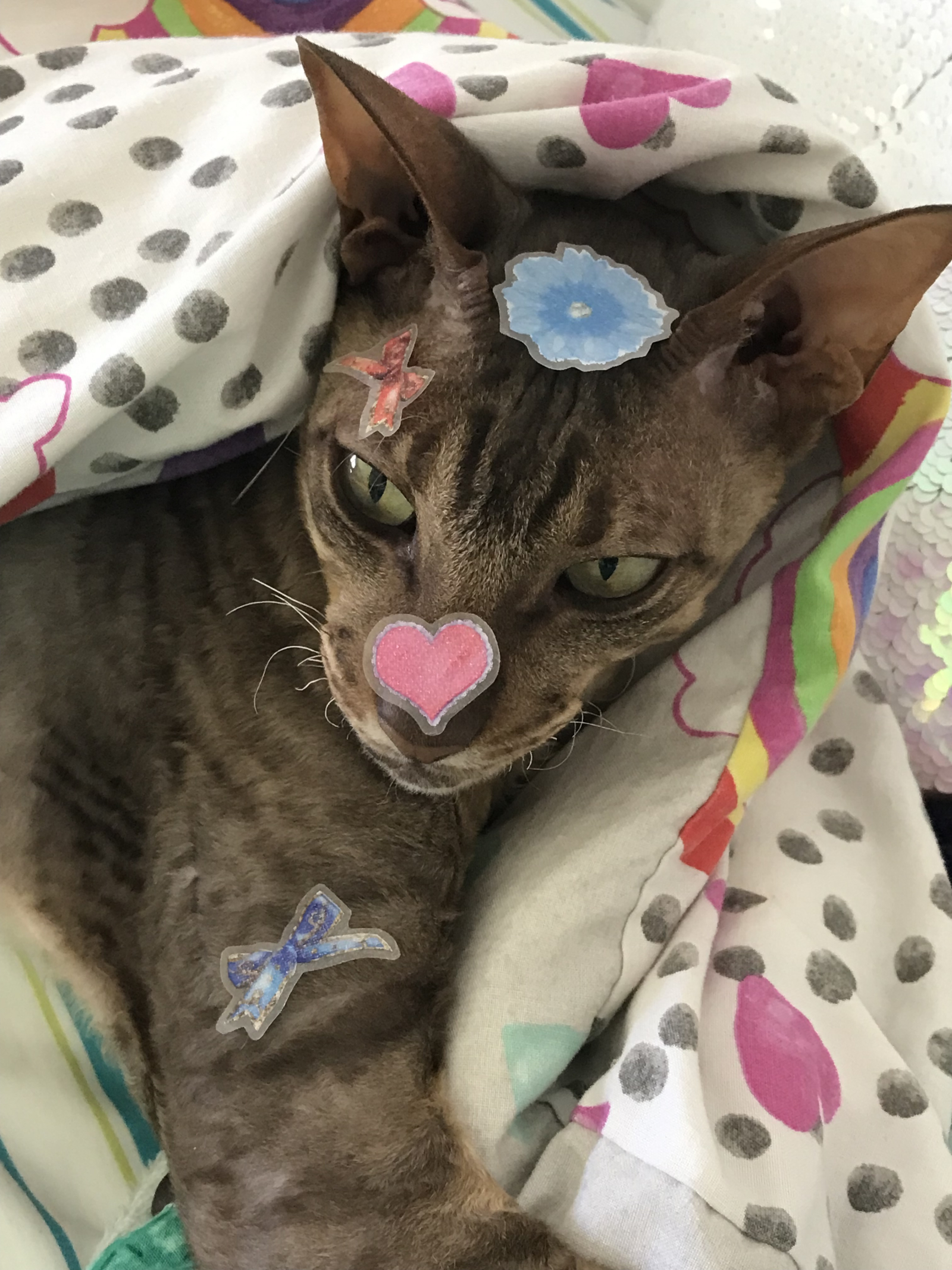 ¡Un gato muy tolerante!