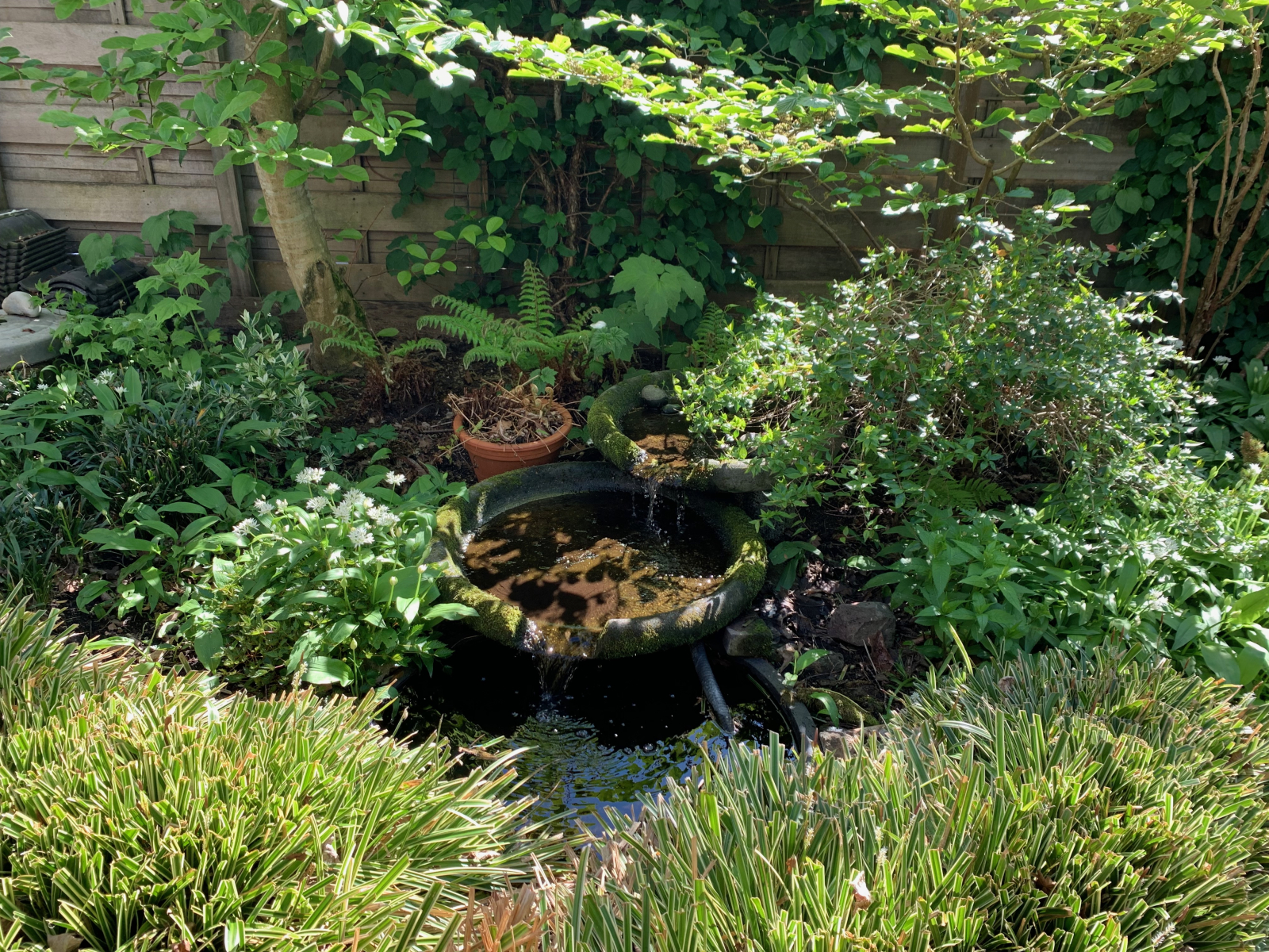 Small pond in the garden