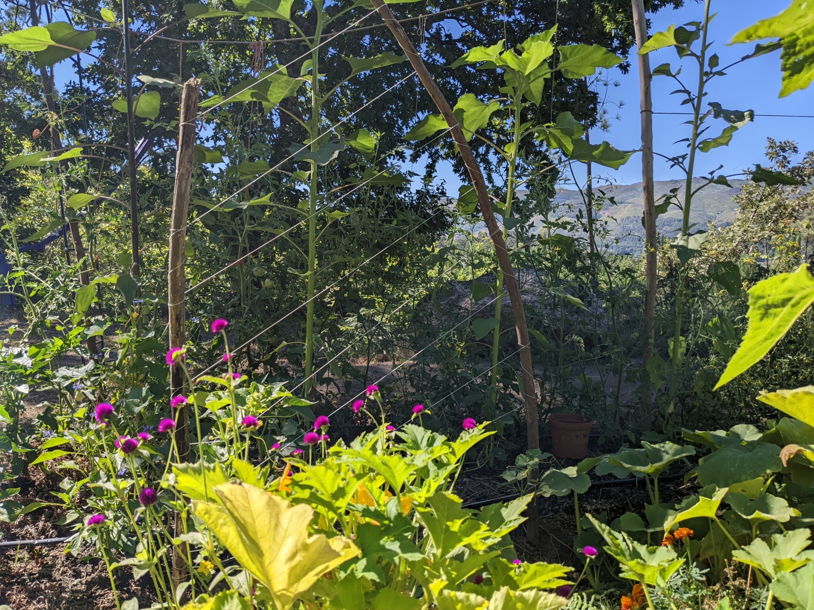 Eco-huis genesteld tussen de bomen