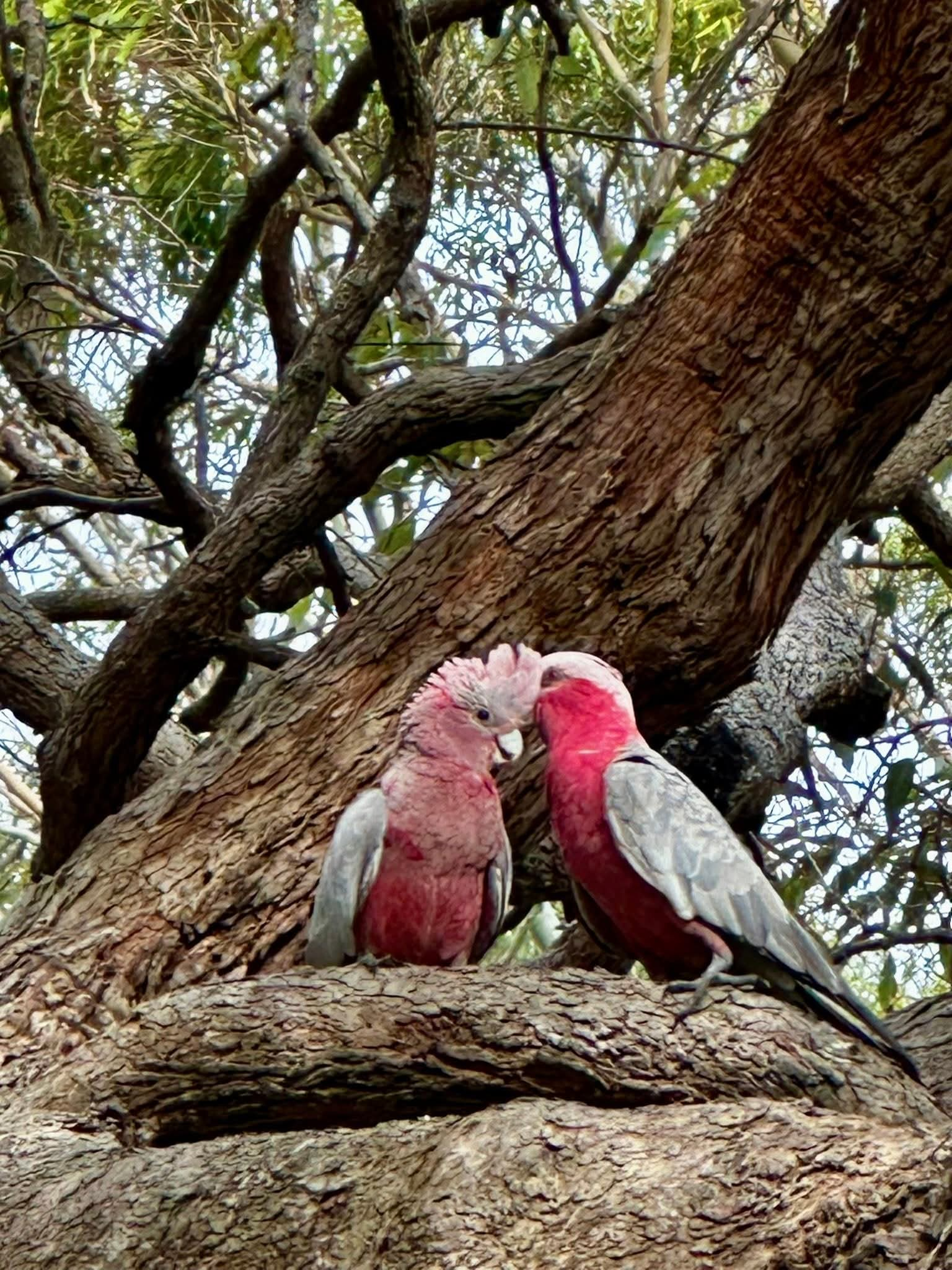 Viste sugli alberi nei sobborghi di Sunny Brisbane
