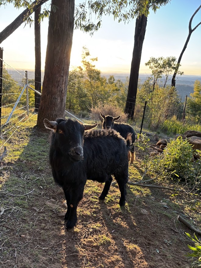 Thuis in de heuvels met uitzicht over de Yarra Valley en de skyline van het CBD, prachtige zonsondergangen en mini-geiten! <1 uur vanaf het stadscentrum