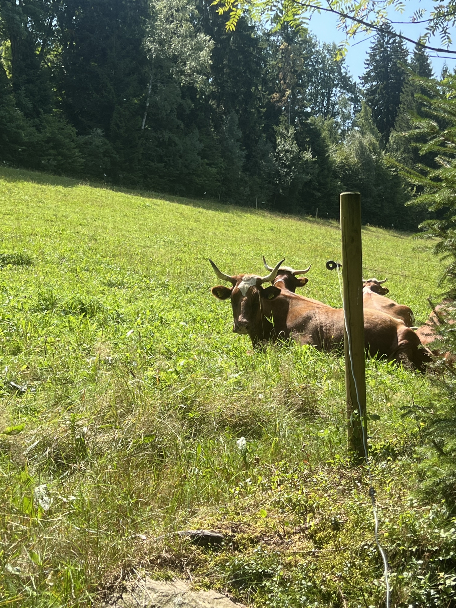 Zwischen dem Schwarzwald und den Weinbergen des Elsass