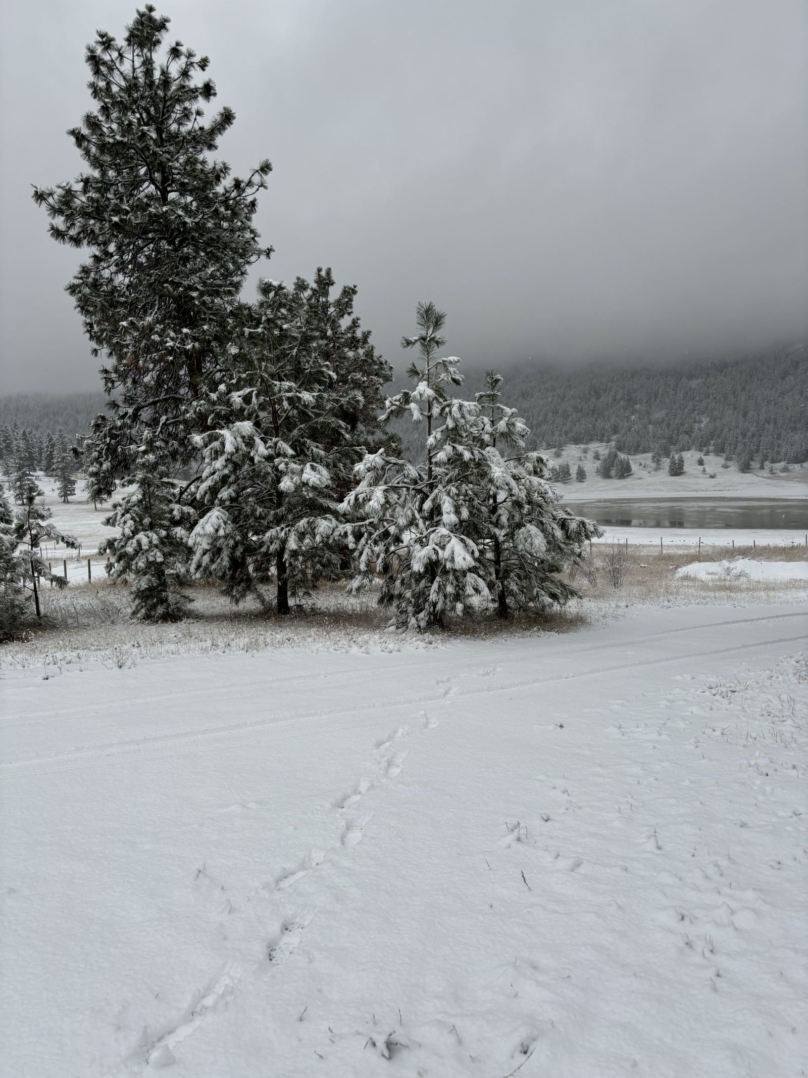 Na een verse sneeuwval. Perfect voor sneeuwschoenen